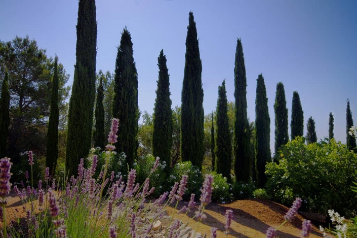 Garten entworfen von Maria Sagreras in der Finca Es Turó - Mallorca - Viveros Pou Nou