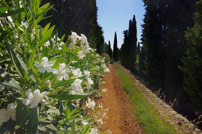 Garten entworfen von Maria Sagreras in der Finca Es Turó - Mallorca - Viveros Pou Nou