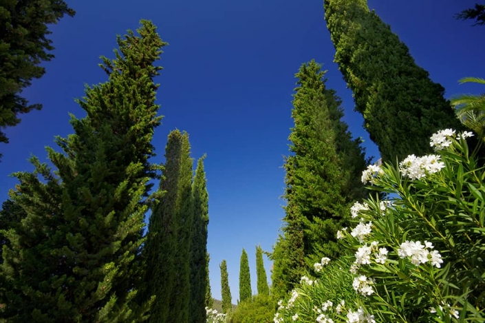 Garten entworfen von Maria Sagreras in der Finca Es Turó - Mallorca - Viveros Pou Nou
