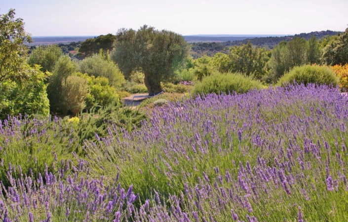 Landscaping project by Garden Center Viveros Pou Nou in Finca Consolació - Mallorca