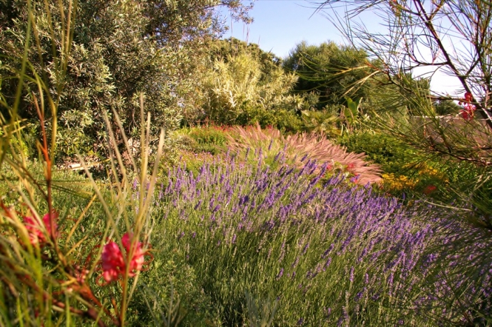 Landscaping project by Garden Center Viveros Pou Nou in Finca Consolació - Mallorca
