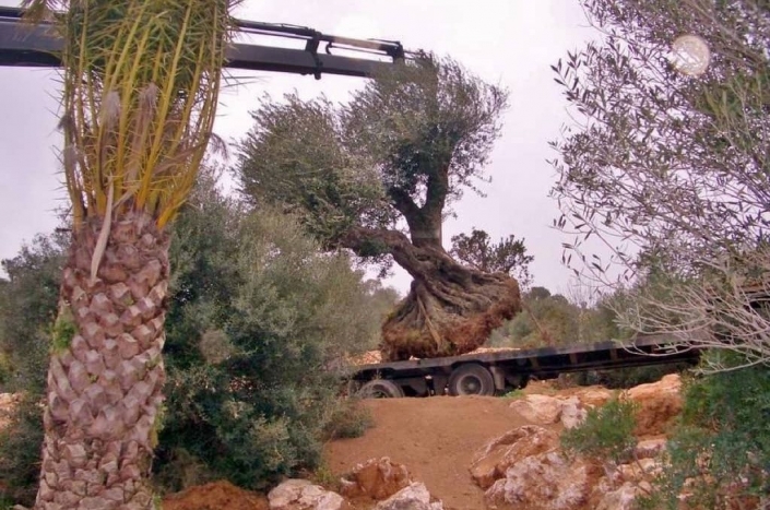 Landscaping project by Garden Center Viveros Pou Nou in finca Consolació - Mallorca