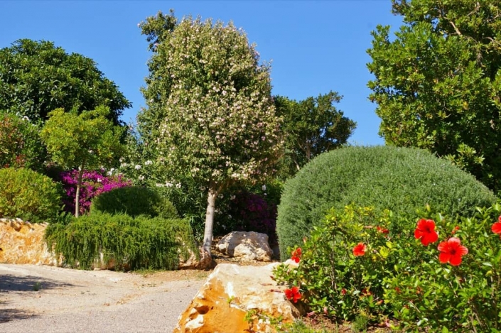Landscaping project by Garden Center Viveros Pou Nou in finca Consolació - Mallorca