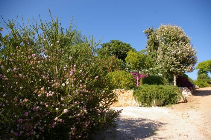 Landscaping project by Garden Center Viveros Pou Nou in Finca Consolació - Mallorca