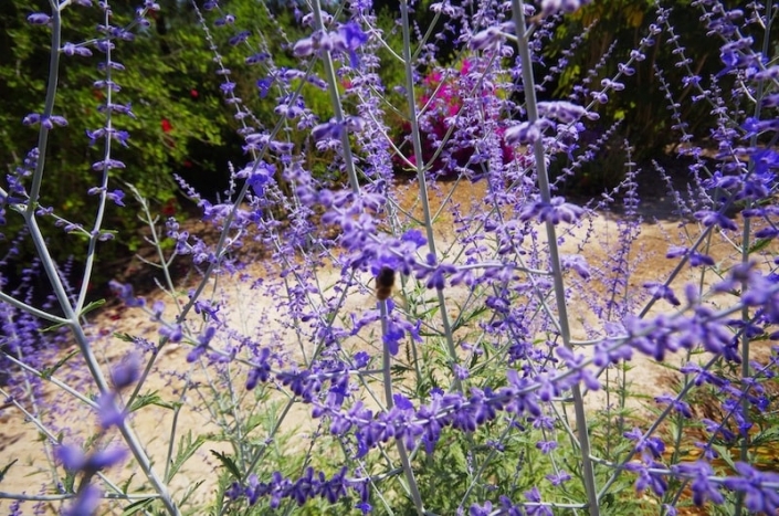 Garden Center in Mallorca - Garden Design
