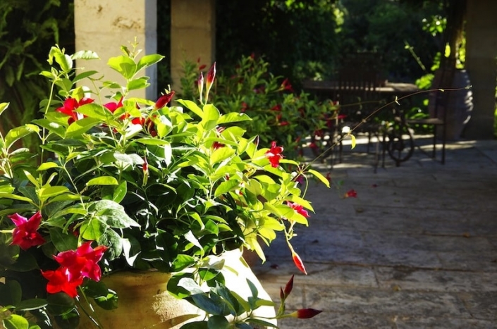 Garden Center in Mallorca - Garden Design