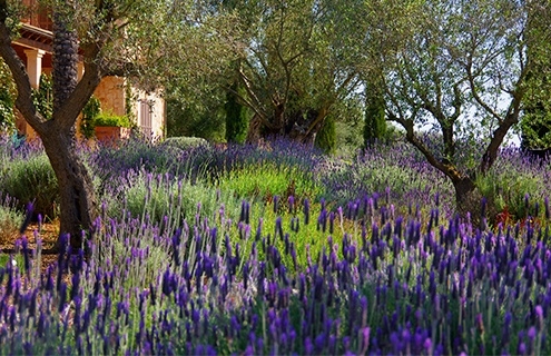 Diseño de jardines en Mallorca - Can Brera - Trabajo realizado por Viveros Pou Nou