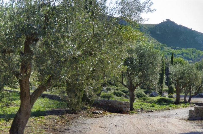 Diseño del jardín en Finca Son Rierol - Paisajismo en Mallorca