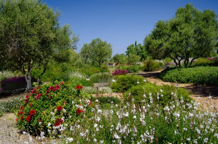 Landschaftsbauprojekt von Maria Sagrera in Sta. Marina - Mallorca - Viveros Pou Nou