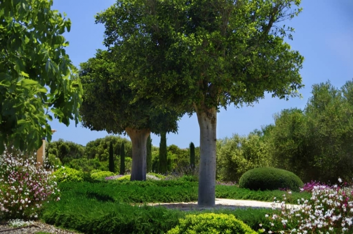 Landschaftsbauprojekt von Maria Sagrera in Sta. Marina - Mallorca - Viveros Pou Nou